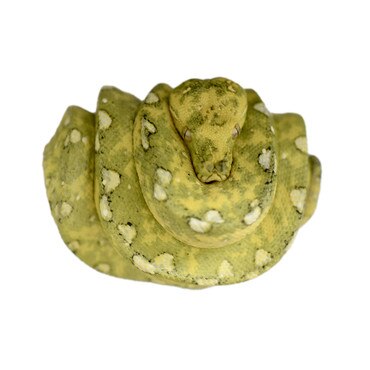 Green Tree Python 'Biak'